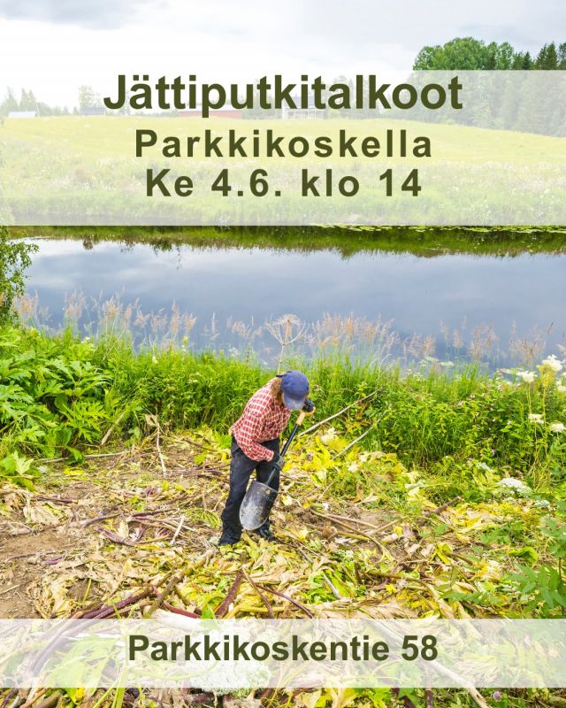 Kesän jättiputkitalkoot käynnistyvät, tule mukaan tärkeään työhön! Ensimmäiset talkoot järjestetään Parkkikoskella keskiviikkona 4.6.2025 klo 14 alkaen. Lähtö on Parkkikosken padolta (parkkitilaa osoitteessa Parkkikoskentie 58). 

Varustauduthan pitkähihaisin ja -lahkeisin vaattein sekä kumisaappain. Ota oma lapio mukaan. 

Toholammin Martat tarjoavat talkoolaisille kahvia ja pannukakkua. 

Jos haluat kesän mittaan ajantasaista tietoa talkoista, voit liittyä talkooväen WhatsApp-ryhmään laittamalla viestiä Mikolle (numero alla).

Maanomistaja! Jos havaitset tontillasi jättiputkea, olethan yhteydessä Mikko Viitasaloon (040 543 1647), Rainer Wennströmiin (041 544 4092) tai Otto Peltokankaaseen (045 202 5072). Otto tekee kesätyönään jättiputken kitkemistä.

Kuva: @juhalaitalainen 

#jättiputki #vieraslaji #lestijokiseudunympäristöyhdistys #talkoot #toholampi #luonnollinenkotilaakso
