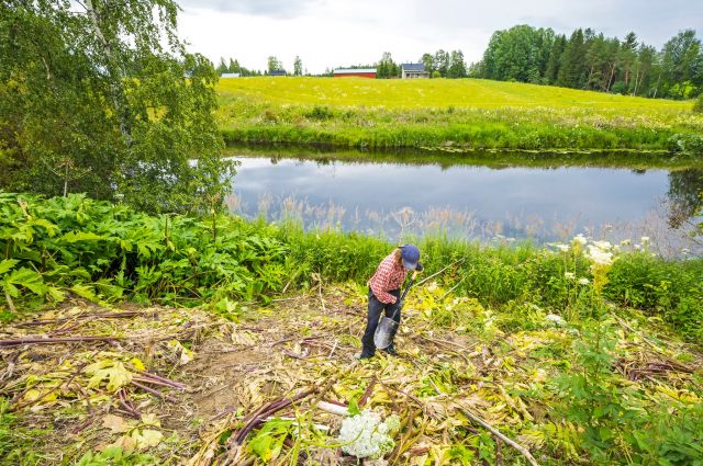 🌱 Kesän ensimmäiset jättiputken hävitystalkoot ke 4.6. klo 14 alkaen 🌱

Lestijokiseudun ympäristöyhdistys työskentelee  tänäkin kesänä aktiivisesti jättiputken hävittämiseksi.

Jättiputken alkuja on jo havaittu toukokuussa. Maanomistaja! Jos havaitset tontillasi jättiputkea, olethan yhteydessä Mikko Viitasaloon (040 543 1647), Rainer Wennströmiin (041 544 4092) tai Otto Peltokankaaseen (045 202 5072). Otto tekee kesätyönään jättiputken kitkemistä.

➡️ Kesän aikana tullaan järjestämään jättiputken hävitystalkoita. Kesän ensimmäiset talkoot järjestetään Parkkikoskella keskiviikkona 4.6.2025 klo 14 alkaen. Lähtö on Parkkikosken padolta (parkkitilaa osoitteessa Parkkikoskentie 58).

Toholammin Martat tarjoilevat talkooväelle pannukakkua ja kahvia!

Varustauduthan pitkähihaisin ja -lahkeisin vaattein sekä kumisaappain. Ota oma lapio mukaan!

🌱 Jättiputki on työläs ja viheliäinen hävitettävä. Yksittäisiä jättiputkiyksilöitä voi hävittää esimerkiksi kaivamalla kasvin juuri kokonaan maasta. Kasvit tulee lajitella pussitettuna poltettavaan jätteeseen, jolloin kasvien siemenet ja juuristo tuhoutuvat eivätkä pääse leviämään.

Kuva: @juhalaitalainen 

#lestijokiseudunympäristöyhdistys #jättiputki #vieraslaji #talkoot #parkkikoski #lestijoki #toholampi #luonnollinenkotilaakso