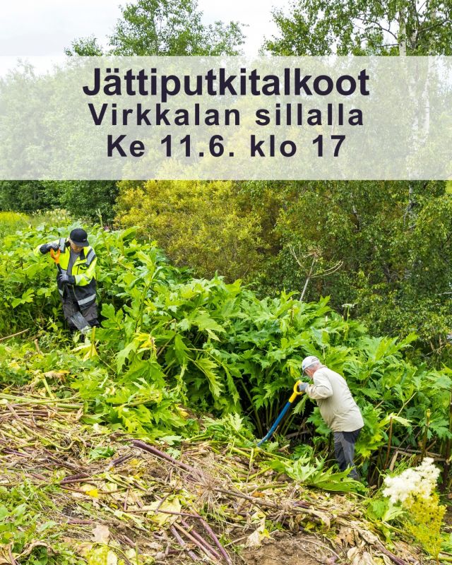 Lestijokiseudun ympäristöyhdistys järjestää seuraavat jättiputken hävitystalkoot keskiviikkona 11.6. klo 17 alkaen. Kokoontuminen Virkkalan sillalla. 

Varustauduthan kumisaappain sekä pitkähihaisin ja -lahkeisin vaattein. Oma lapio mukaan! 

Maanomistaja! Jos havaitset tontillasi jättiputkea, olethan yhteydessä Mikko Viitasaloon (040 543 1647), Rainer Wennströmiin (041 544 4092) tai Otto Peltokankaaseen (045 202 5072). Otto tekee kesätyönään jättiputken kitkemistä.

Kuva: @juhalaitalainen 

#jättiputki #vieraslaji #talkoot #lestijokiseudunympäristöyhdistys  #lestijoki  #toholampi  #luonnollinenkotilaakso
