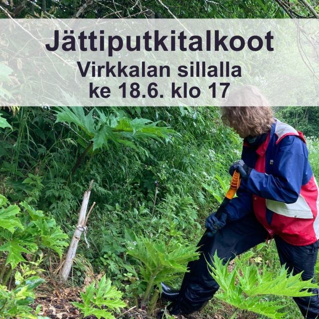 Lestijokiseudun ympäristöyhdistys järjestää seuraavat jättiputken hävitystalkoot keskiviikkona 18.6. klo 17 alkaen. Kokoontuminen Virkkalan sillalla.

Varustauduthan kumisaappain sekä pitkähihaisin ja -lahkeisin vaattein. Oma lapio mukaan!

Maanomistaja! Jos havaitset tontillasi jättiputkea, olethan yhteydessä Mikko Viitasaloon (040 543 1647), Rainer Wennströmiin (041 544 4092) tai Otto Peltokankaaseen (045 202 5072). Otto tekee kesätyönään jättiputken kitkemistä.

Kuva: @juhalaitalainen

#jättiputki #vieraslaji #talkoot #lestijokiseudunympäristöyhdistys #lestijoki #toholampi #luonnollinenkotilaakso