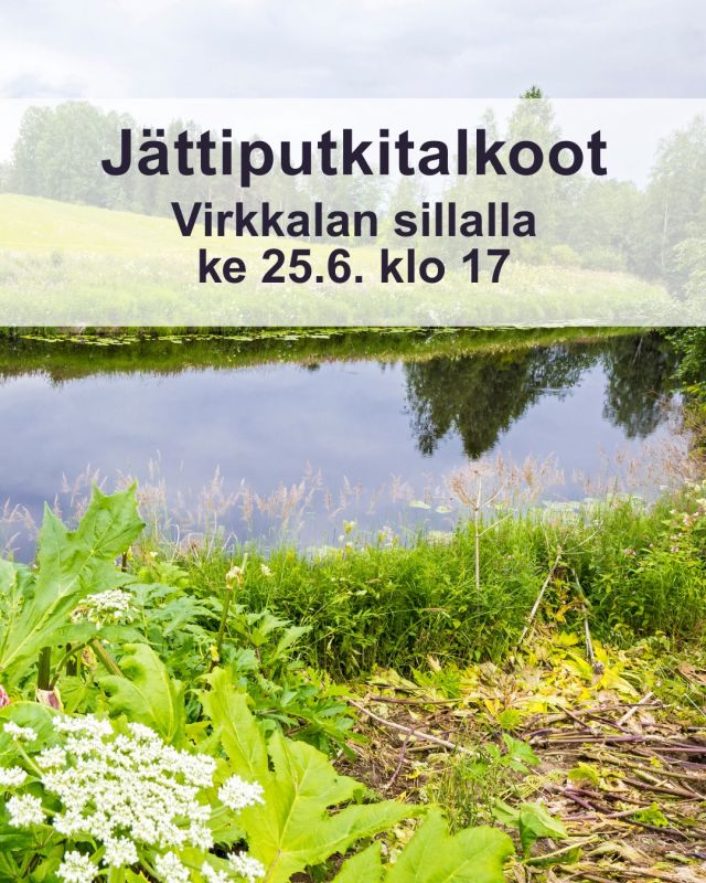 Talkootyö jatkuu jättiputken hävittämiseksi Toholammilta. Seuraavat talkoot pidetään keskiviikkona 25.6. klo 17 alkaen, työmaa löytyy Virkkalan sillalta noin 200 metriä joen yläjuoksulle päin. Tervetuloa mukaan tärkeään työhön!

Varustauduthan pitkähihaisin ja -lahkeisin vaattein sekä kumisaappain. Ota oma lapio mukaan!

Maanomistaja! Jos havaitset tontillasi jättiputkea, olethan yhteydessä Mikko Viitasaloon (040 543 1647), Rainer Wennströmiin (041 544 4092) tai Otto Peltokankaaseen (045 202 5072). Otto tekee kesätyönään jättiputken kitkemistä.

Jos haluat ajantasaisinta talkootietoa, laita Mikko Viitasalolle liittymispyyntöä talkooväen WhatsApp-ryhmään.

Kuva: @juhalaitalainen 

#lestijokiseudunympäristöyhdistys #jättiputki #vieraslaji #talkoot #lestijoki #toholamminkunta #toholampi #luonnollinenkotilaakso